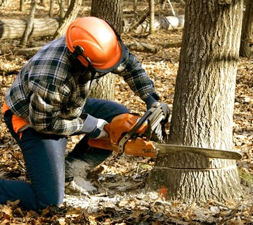 Tree Removal in Dover, AR